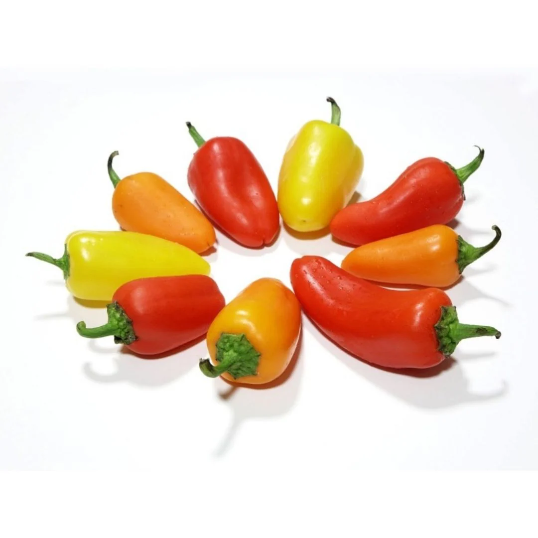 Chilli Santa Fe Grande Seeds for Planting and Gardening Organic Seed Collection - Image 5