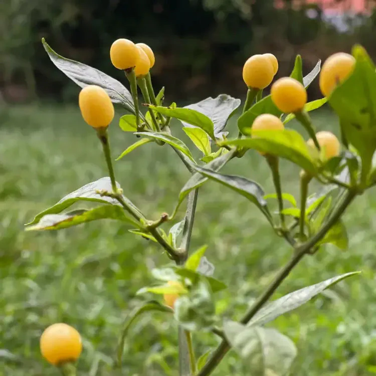 Chilli Seeds - Habanero Yellow Jelly Bean for Planting & Gardening