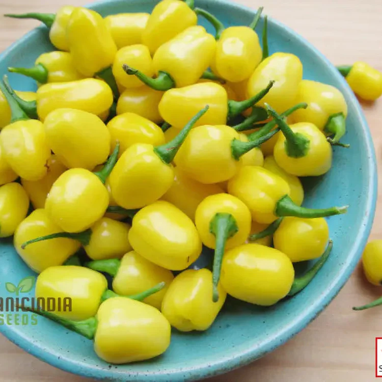 Chilli Seeds - Habanero Yellow Jelly Bean for Planting & Gardening - Image 3