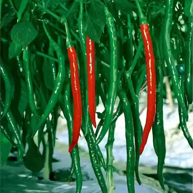 CHILLI SEEDS HOT JWALA PARIKSHA HYBRID - Premium Seeds for Successful Planting, High-Yield & Spicy Harvest - Image 4