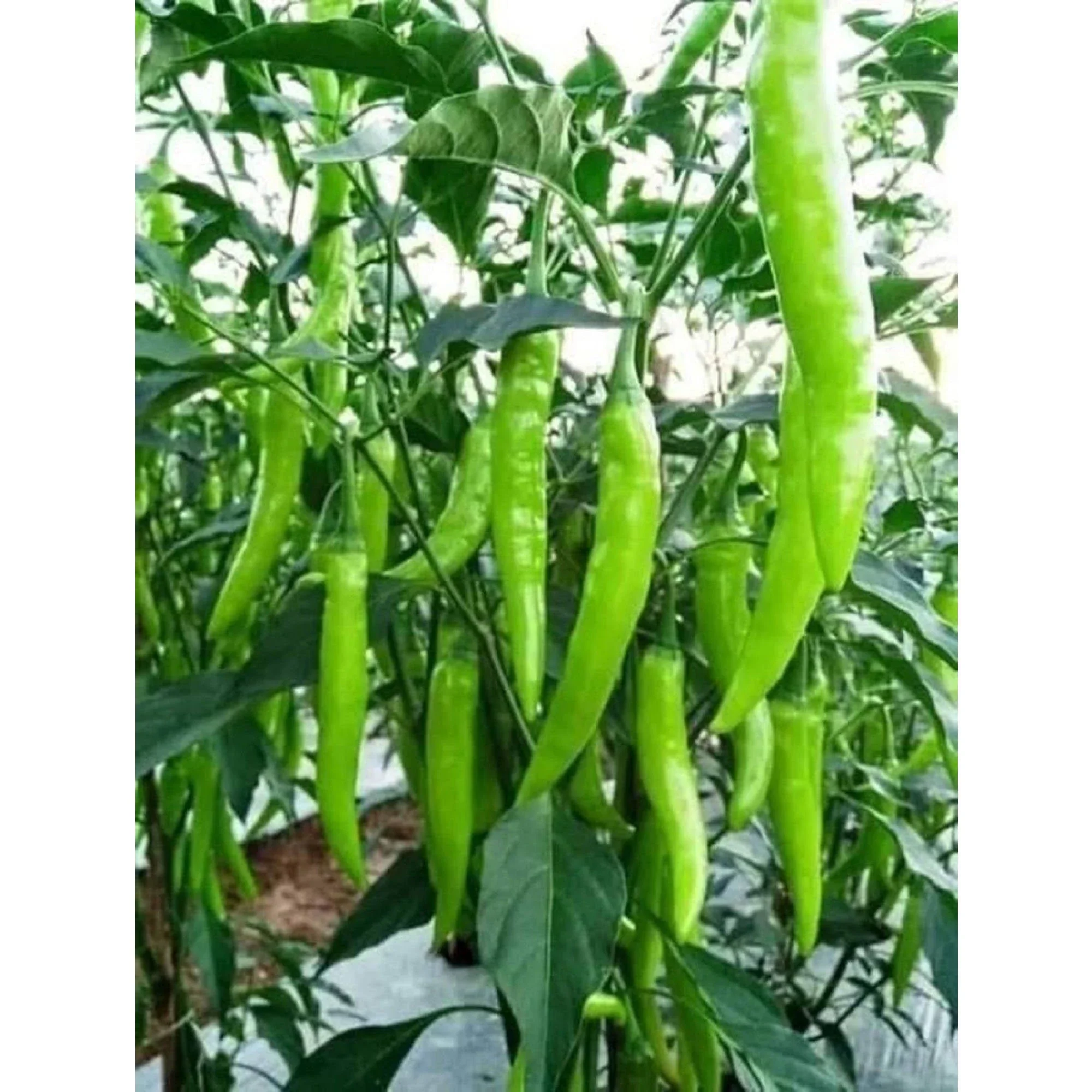 CHILLI SEEDS HOT JWALA PARIKSHA HYBRID - Premium Seeds for Successful Planting, High-Yield & Spicy Harvest - Image 5