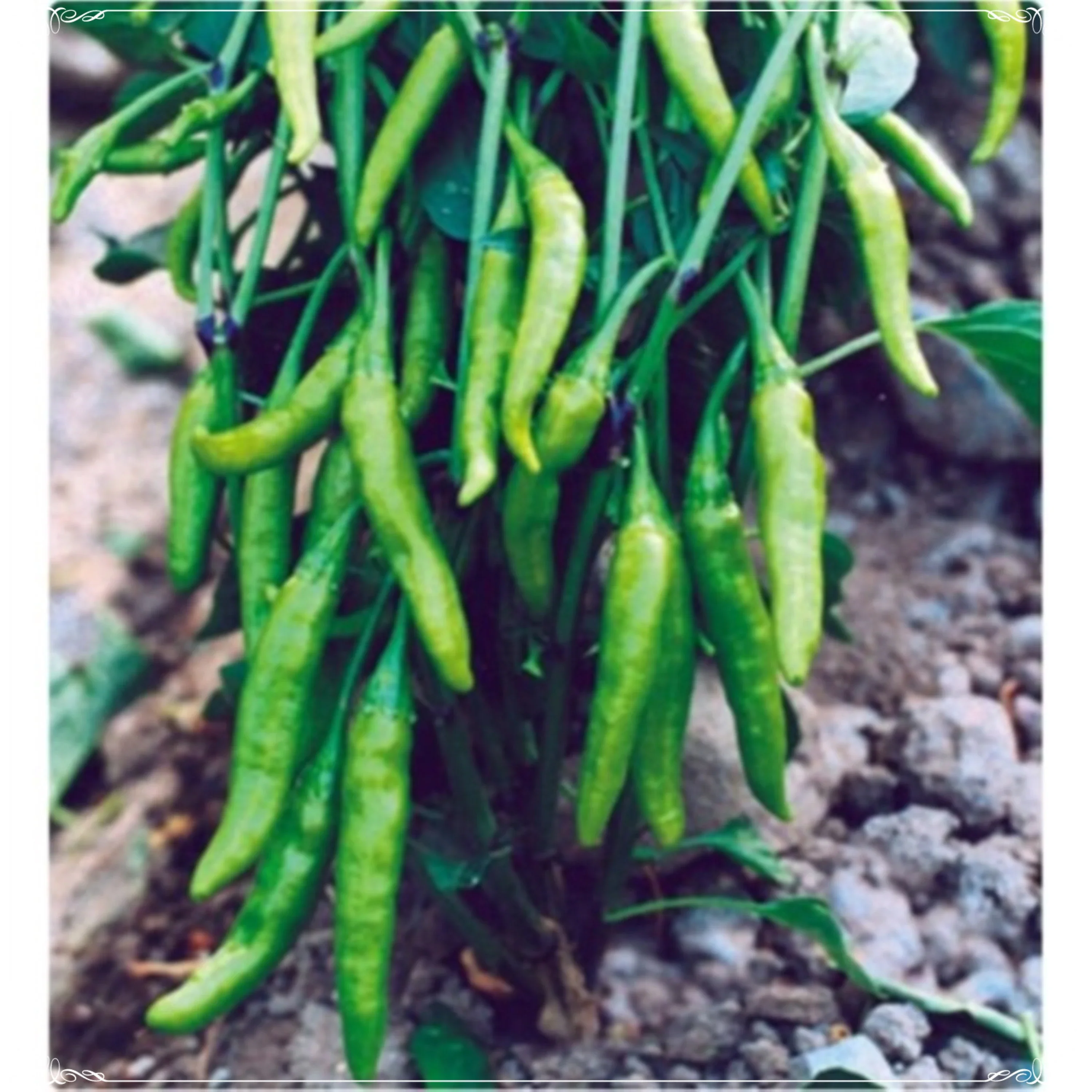 CHILLI SEEDS HOT JWALA PARIKSHA HYBRID - Premium Seeds for Successful Planting, High-Yield & Spicy Harvest - Image 6