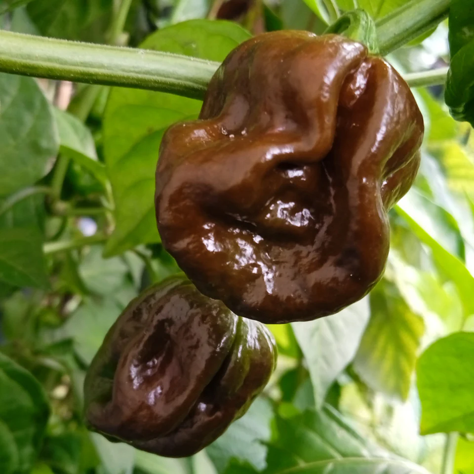 Chilli Seeds - Trinidad 7 Pod Brown for Planting & Gardening
