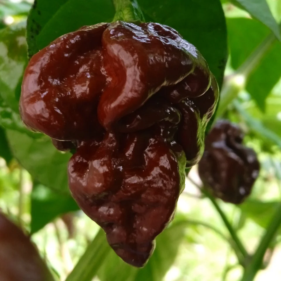 Jolokia Chocolate Brown Chilli Seeds for Planting and Gardening - Premium Quality Organic Seeds