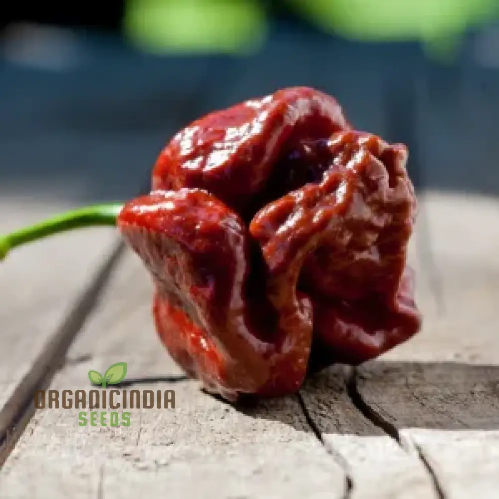 Chilli Seeds - Trinidad 7 Pod Brown for Planting & Gardening - Image 5