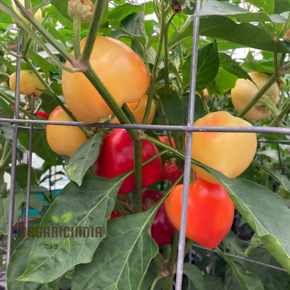 Chilli Somborius Seeds for Gardening | Premium Quality Seeds for Your Garden