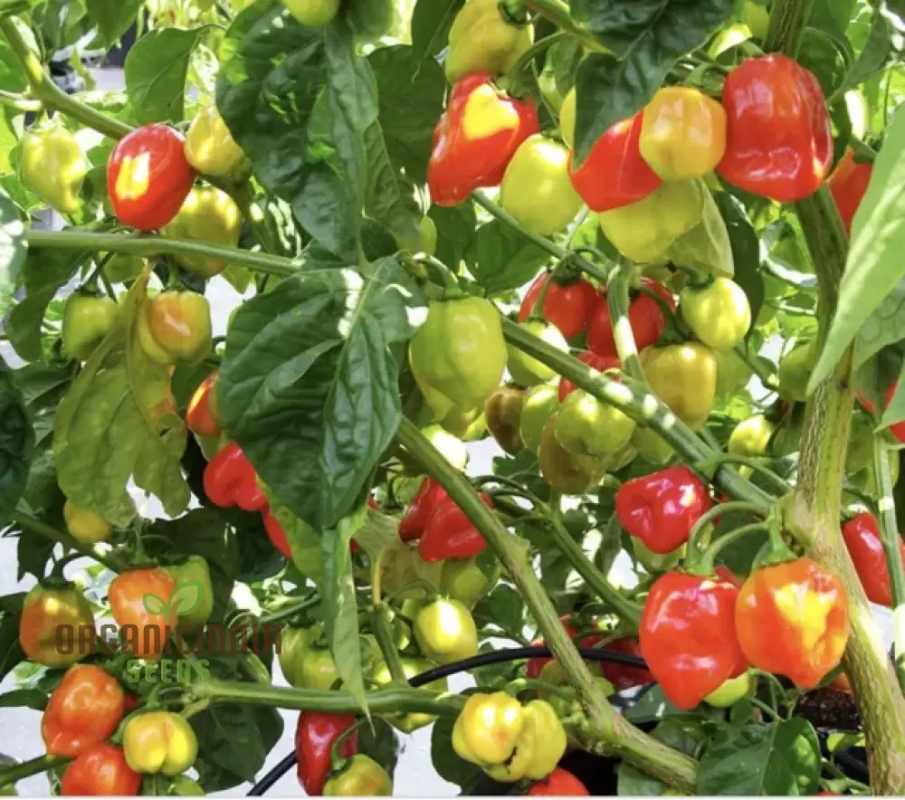 Chilli Somborius Seeds for Gardening | Premium Quality Seeds for Your Garden - Image 4