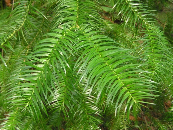 China Fir Cunninghamia Lanceolata Seeds for Planting - Image 2