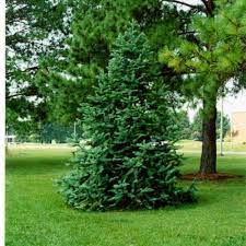 China Fir Cunninghamia Lanceolata Seeds for Planting - Image 3