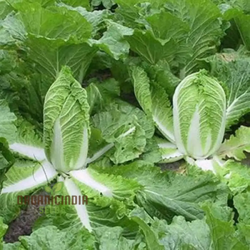 Chinese Cabbage Wong Bok (Napa) Vegetable Seeds, Crisp Texture, Ideal for Stir-Fries and Salads