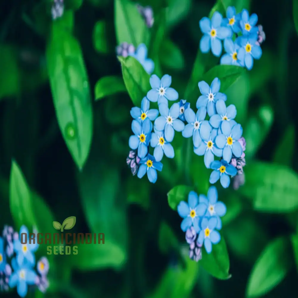 Myosotis arvensis (Field Forget-Me-Not) - Myosotis Flower Seeds for Planting,Semi Deep Blue Blooms for Summer & Autumn Gardening in Containers