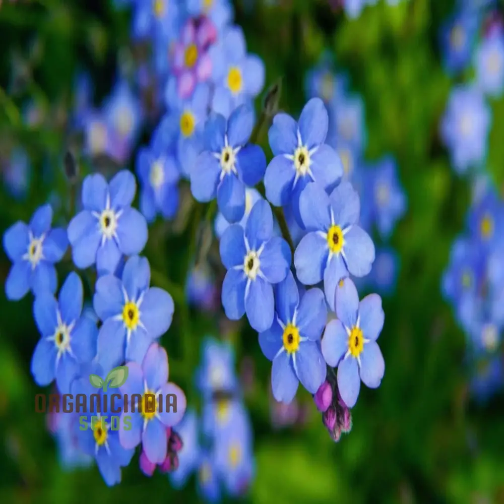 Myosotis arvensis (Field Forget-Me-Not) - Myosotis Flower Seeds for Planting,Semi Deep Blue Blooms for Summer & Autumn Gardening in Containers - Image 3