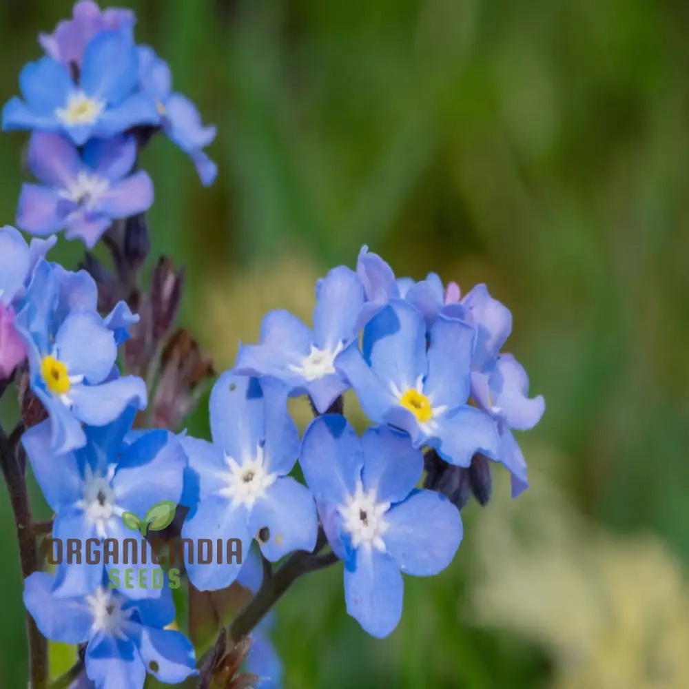 Myosotis arvensis (Field Forget-Me-Not) - Myosotis Flower Seeds for Planting,Semi Deep Blue Blooms for Summer & Autumn Gardening in Containers - Image 4