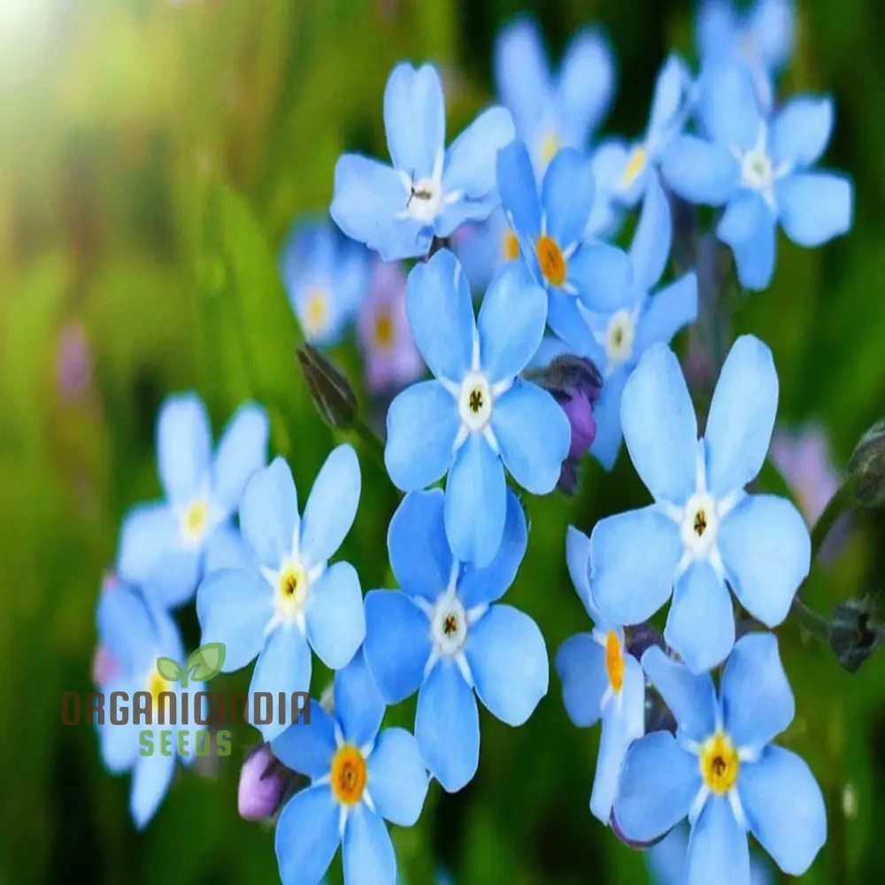 Myosotis arvensis (Field Forget-Me-Not) - Myosotis Flower Seeds for Planting,Semi Deep Blue Blooms for Summer & Autumn Gardening in Containers - Image 5