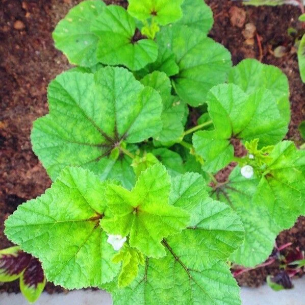 Chinese Mallow Vegetable Seeds - Cultivate Nutrient-Rich Vegetables in Your Garden for Planting and Gardening - Image 3