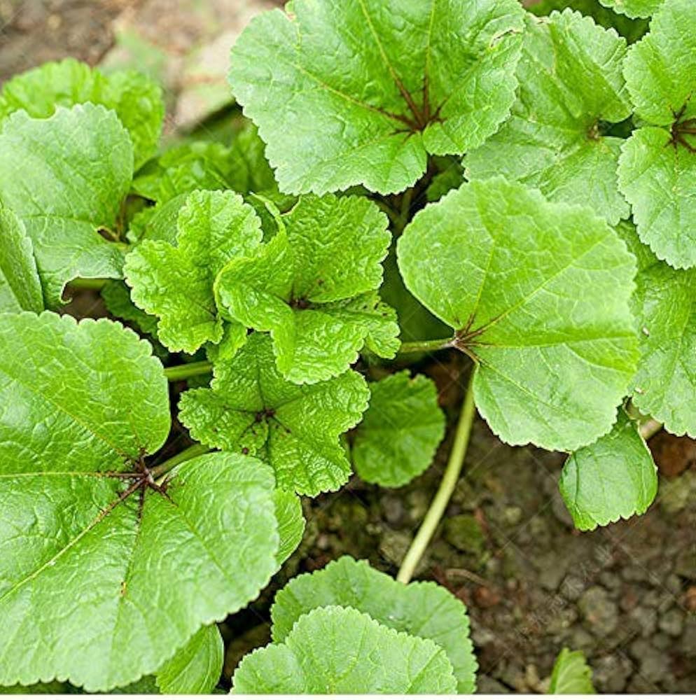 Chinese Mallow Vegetable Seeds - Cultivate Nutrient-Rich Vegetables in Your Garden for Planting and Gardening - Image 4
