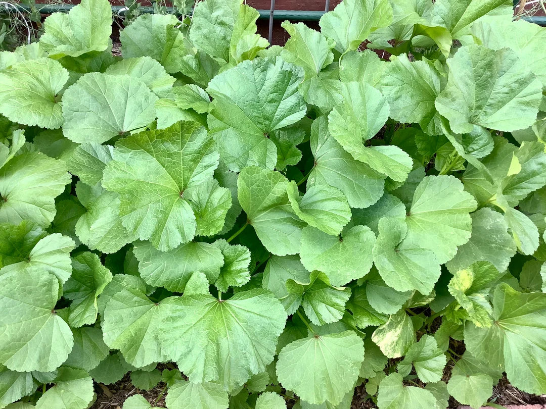 Chinese Mallow Vegetable Seeds - Cultivate Nutrient-Rich Vegetables in Your Garden for Planting and Gardening - Image 5