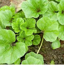 Chinese Mallow Vegetable Seeds - Cultivate Nutrient-Rich Vegetables in Your Garden for Planting and Gardening - Image 6