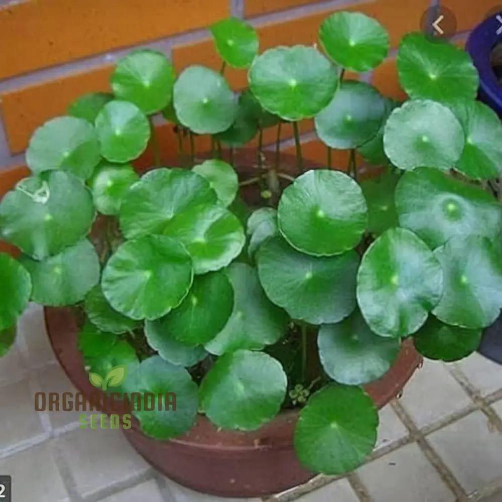Chinese Money Plant Seeds - Cultivate Prosperity in Your Garden with These Exotic Gardening Treasures