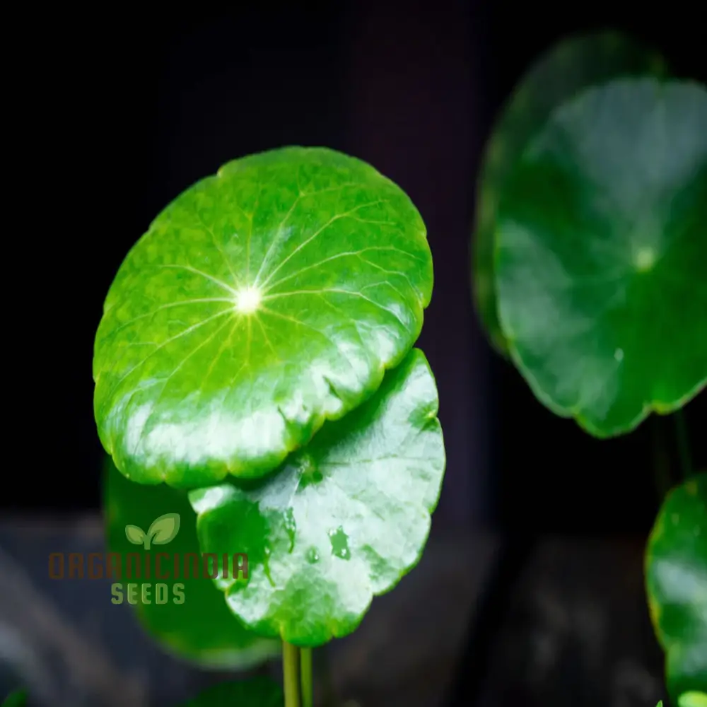 Chinese Money Plant Seeds - Cultivate Prosperity in Your Garden with These Exotic Gardening Treasures - Image 2