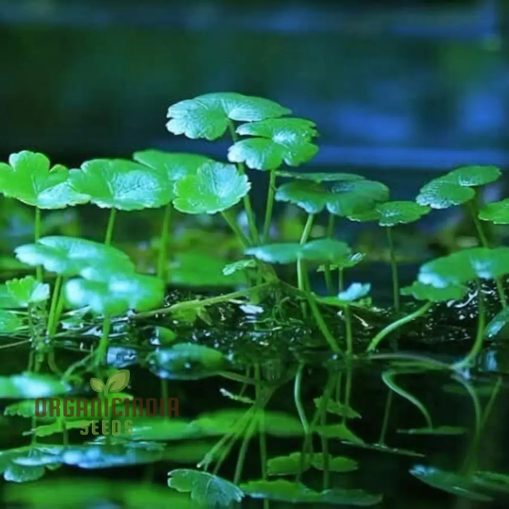 Chinese Money Plant Seeds - Cultivate Prosperity in Your Garden with These Exotic Gardening Treasures - Image 3