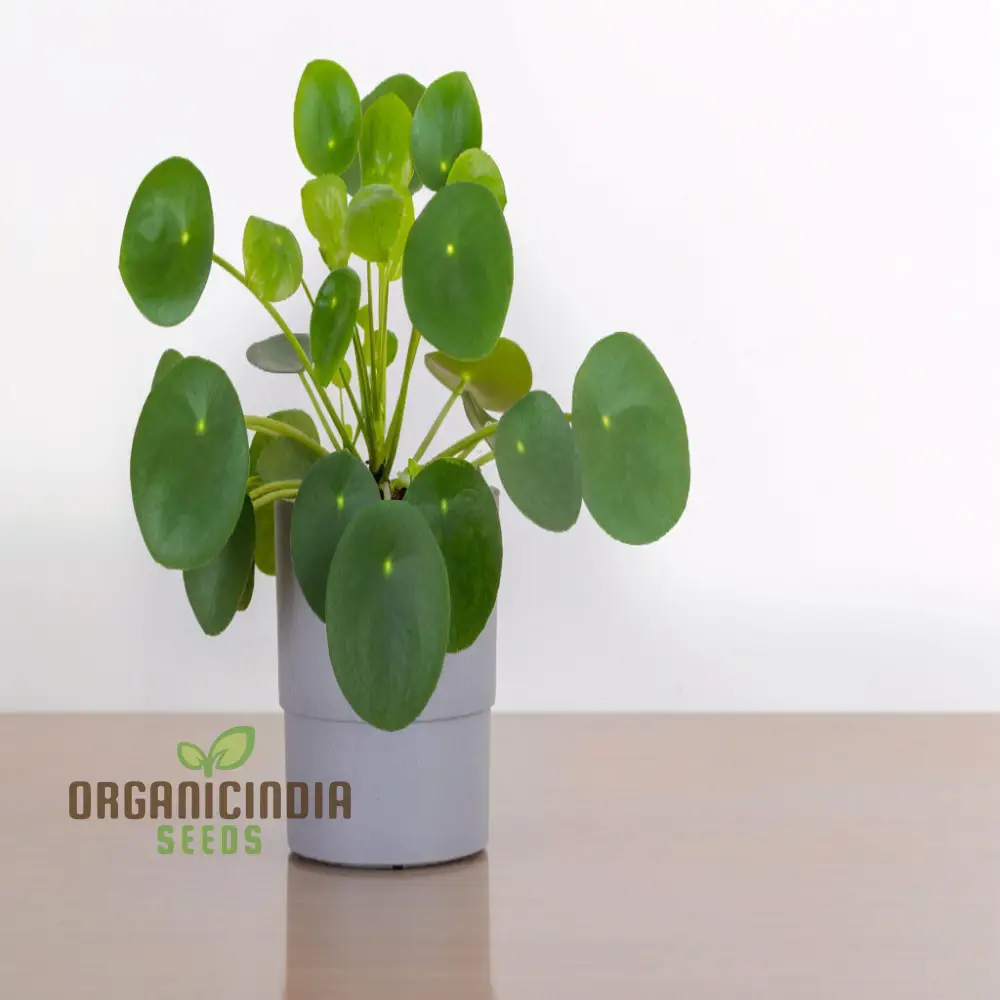 Chinese Money Plant Seeds - Cultivate Prosperity in Your Garden with These Exotic Gardening Treasures - Image 4