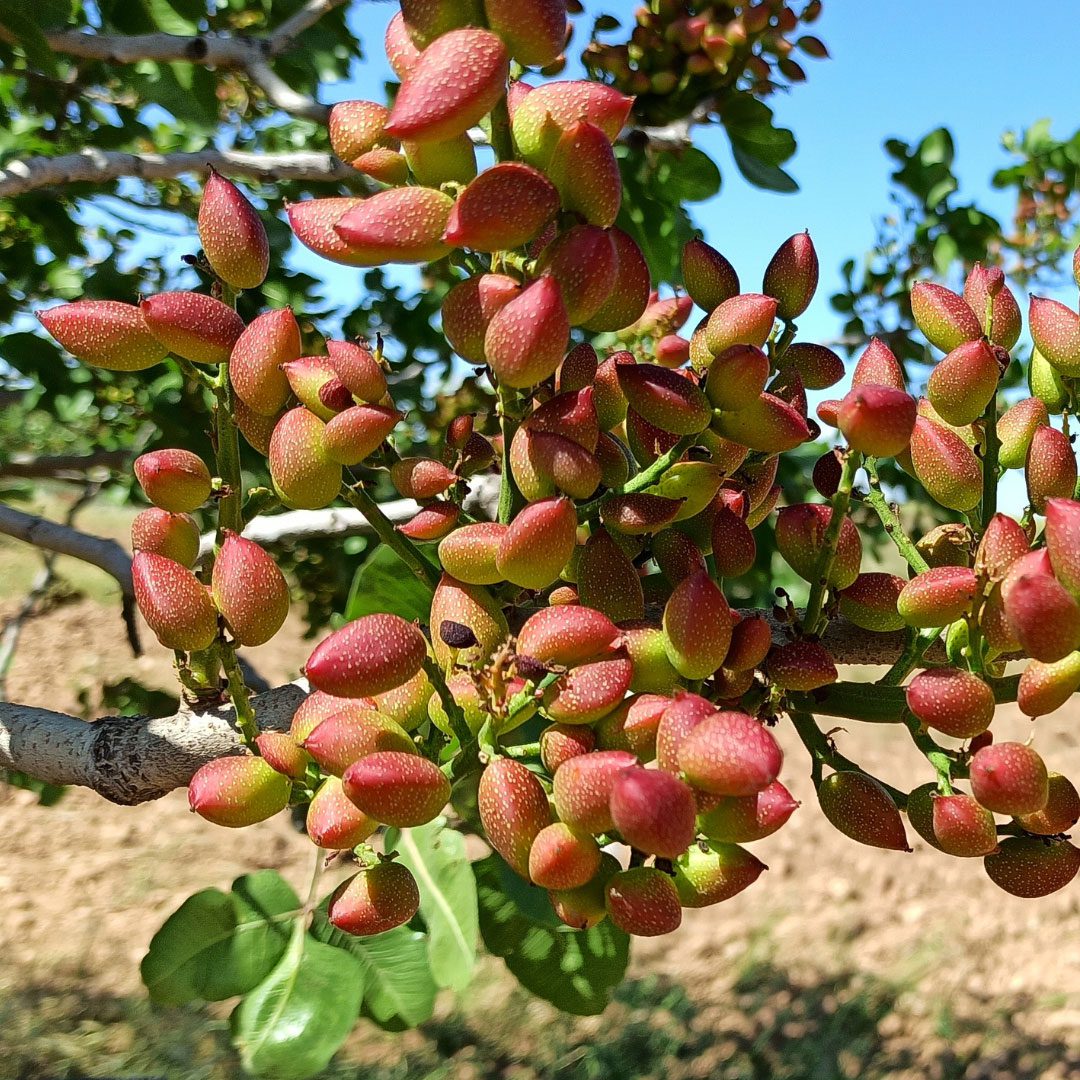 Chinese Pistachio Tree Seeds