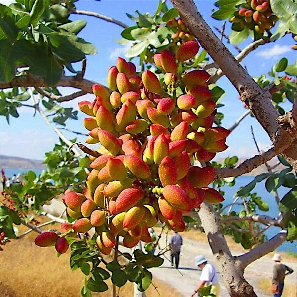 Chinese Pistachio Tree Seeds - Image 3