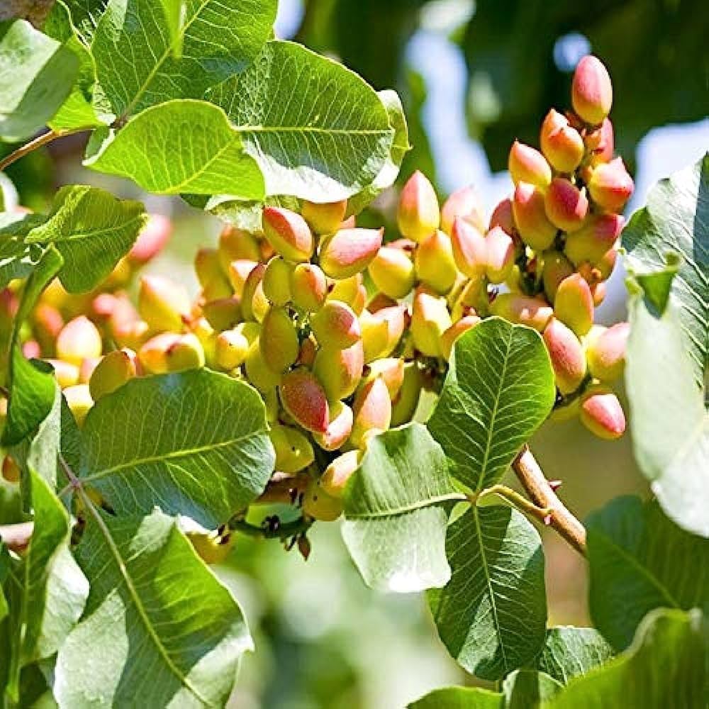 Chinese Pistachio Tree Seeds - Image 4