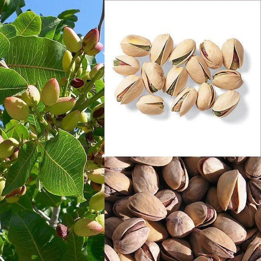 Chinese Pistachio Tree Seeds - Image 5
