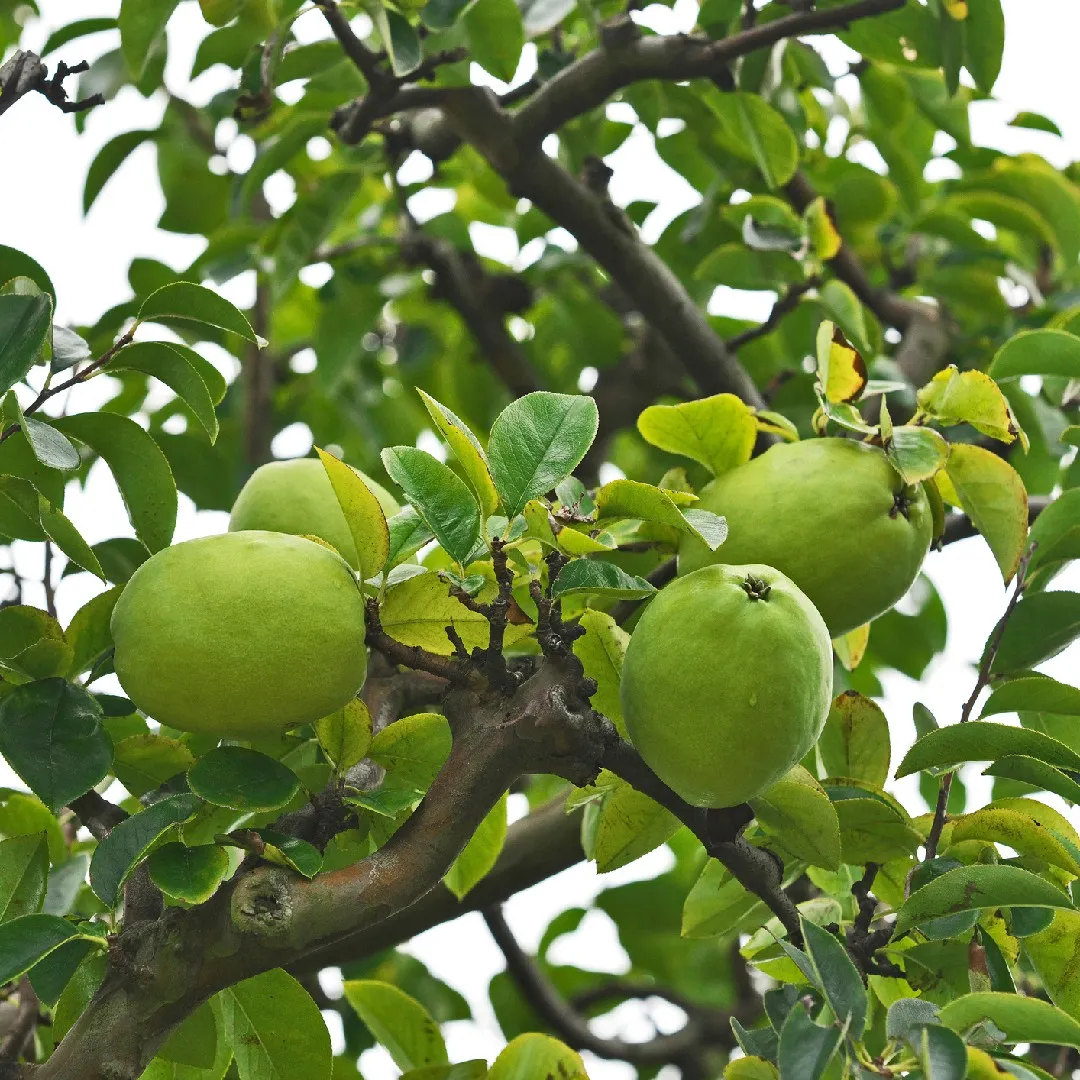 Chinese Quince Fruit Seeds