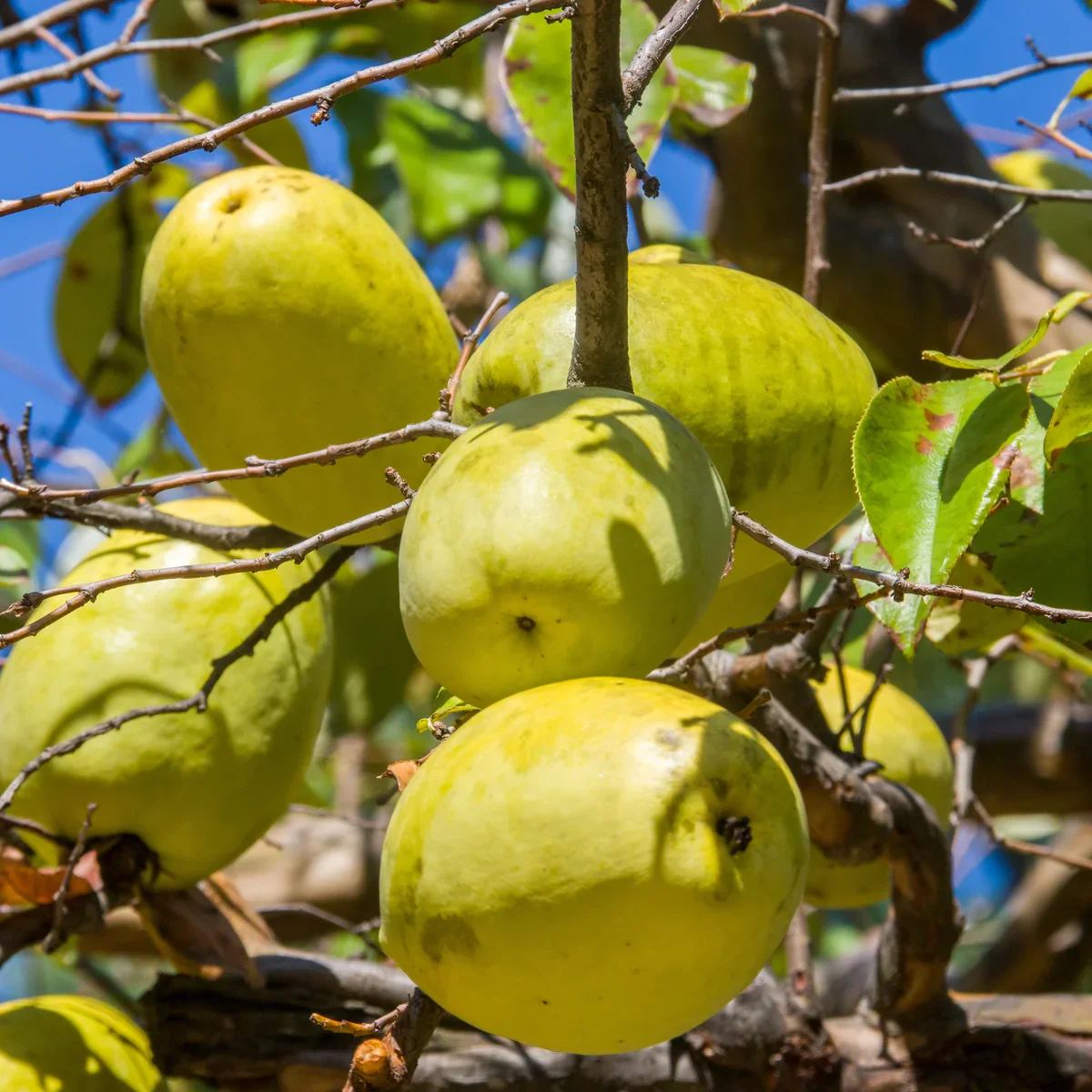 Chinese Quince Fruit Seeds - Image 3
