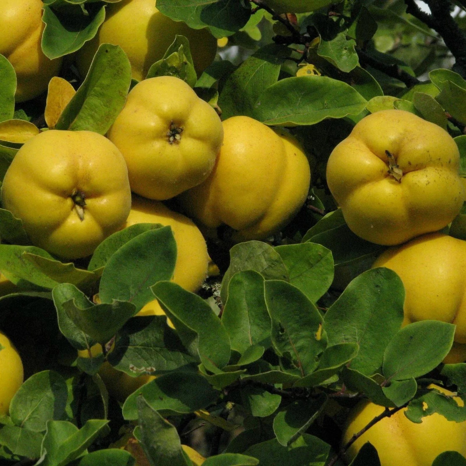 Chinese Quince Fruit Seeds - Image 4