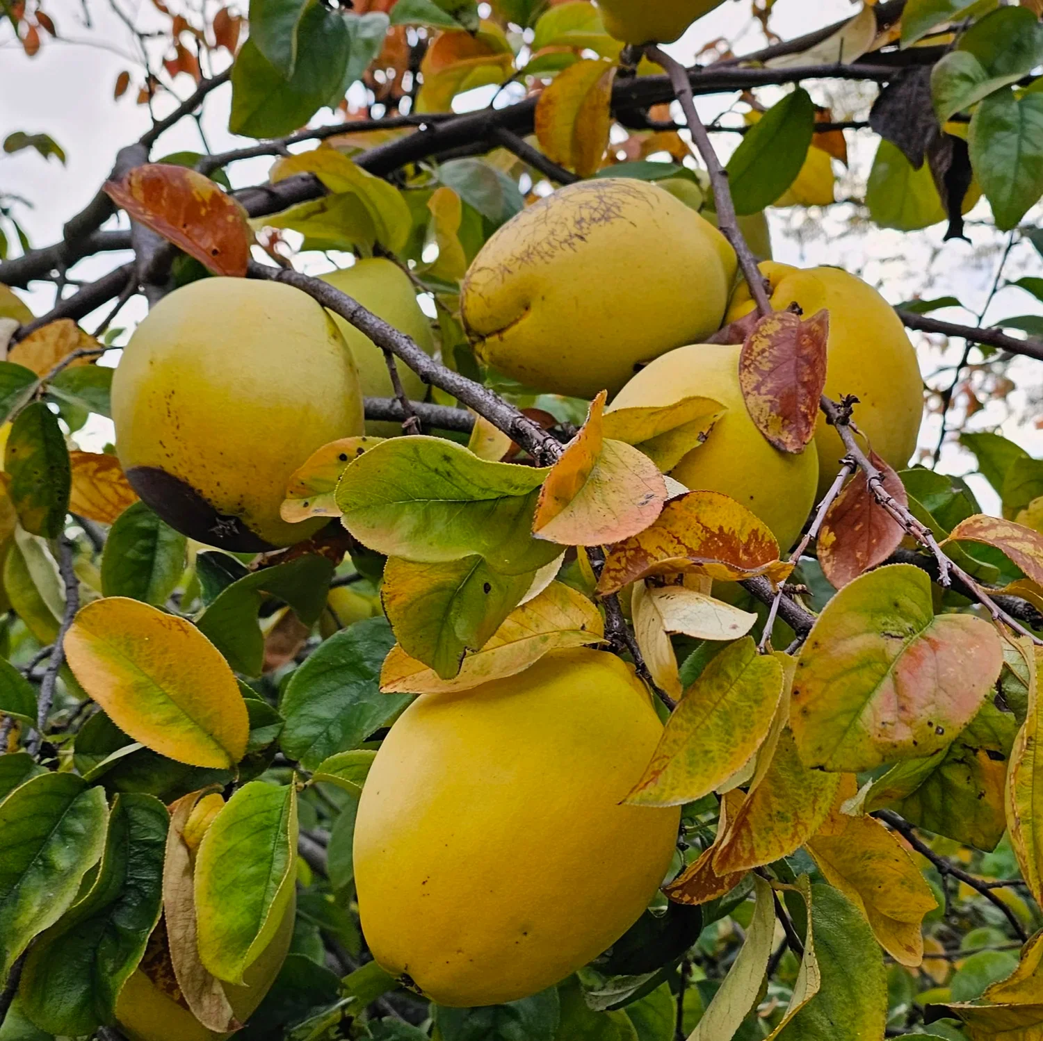 Chinese Quince Fruit Seeds - Image 5