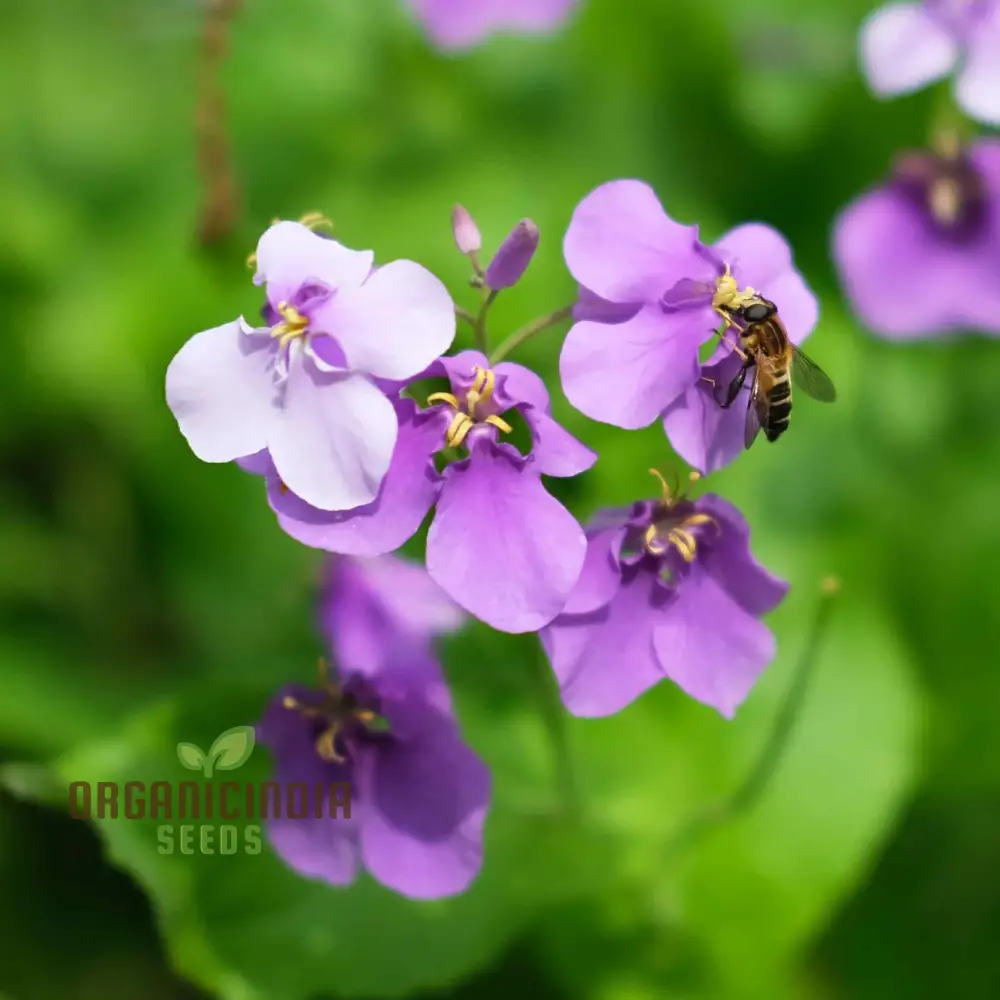 Chinese Violet Cress Seeds - Premium Quality for Planting and Gardening
