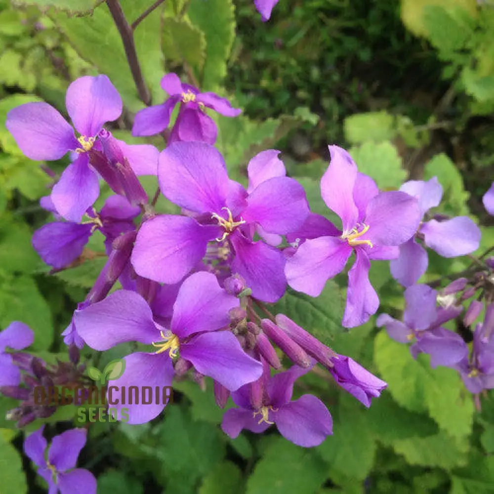 Chinese Violet Cress Seeds - Premium Quality for Planting and Gardening - Image 6