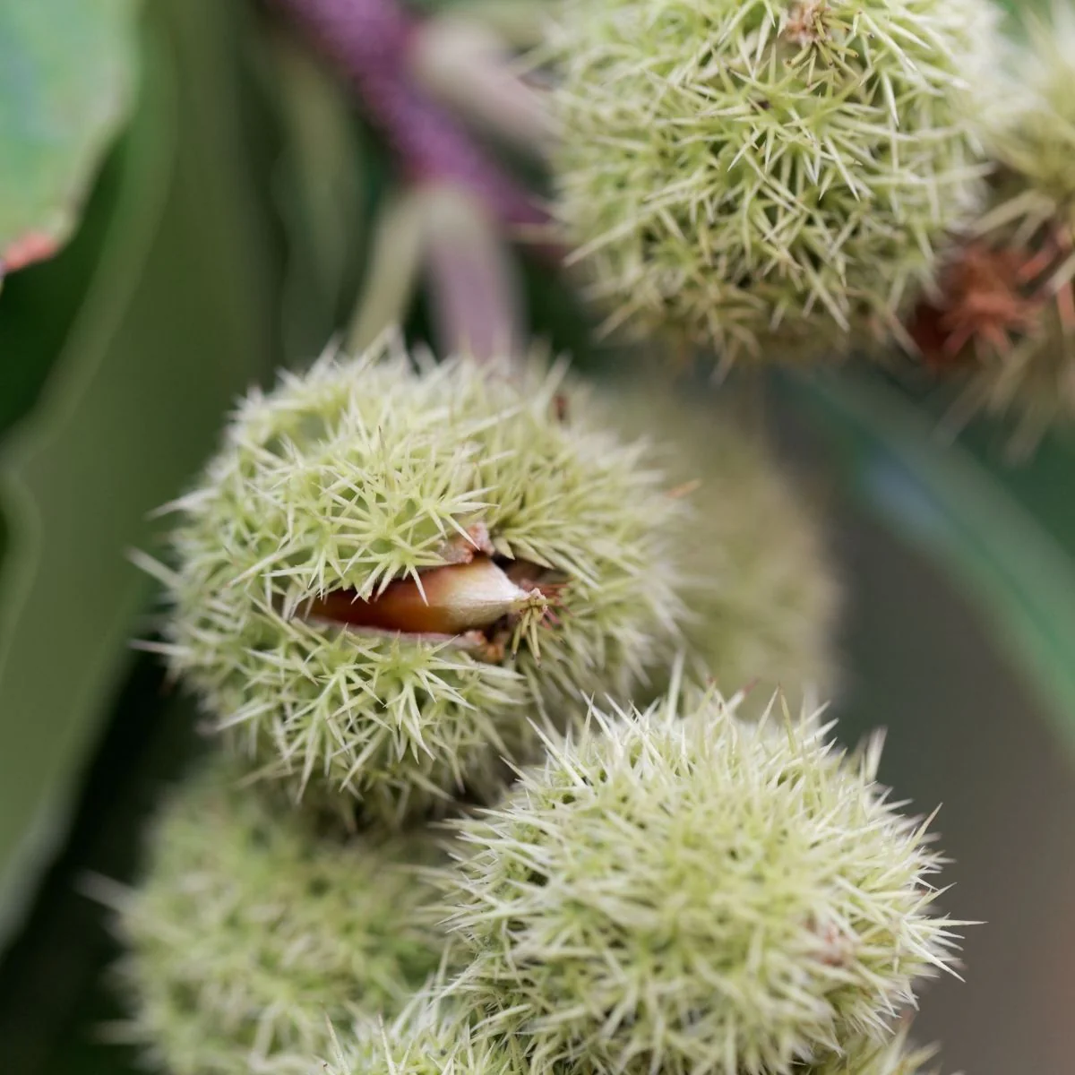 Chinquapin Chestnut Tree (Castanea pumila) – Seeds (Dwarf Chestnut)