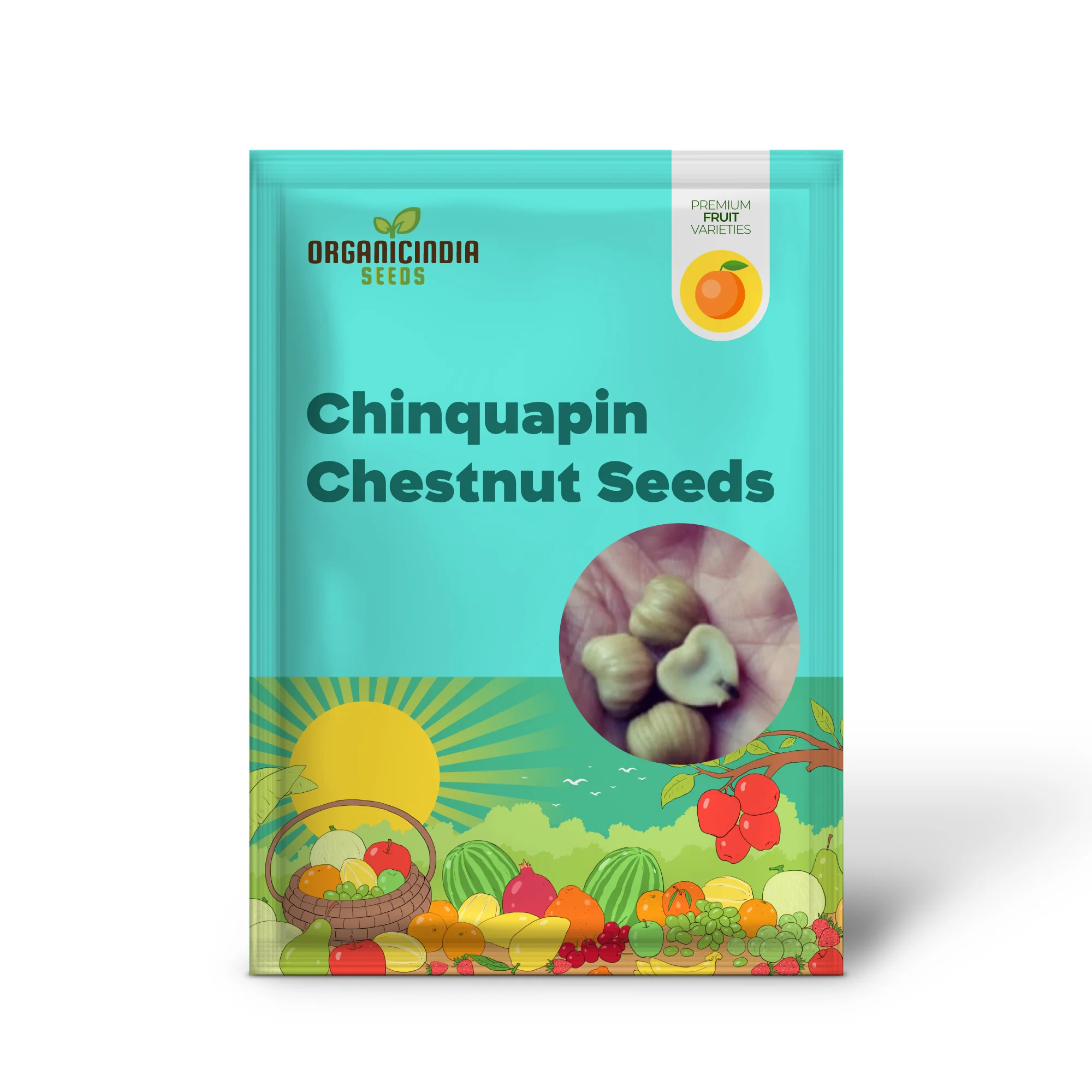 Chinquapin Chestnut Tree (Castanea pumila) – Seeds (Dwarf Chestnut) - Image 2
