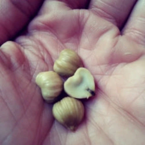 Chinquapin Chestnut Tree (Castanea pumila) – Seeds (Dwarf Chestnut) - Image 3