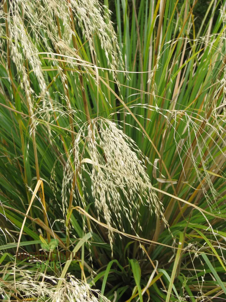 Chionochloa Conspicua Seeds for Planting,  Hardy Grass Variety for Gardeners , Premium Seeds
