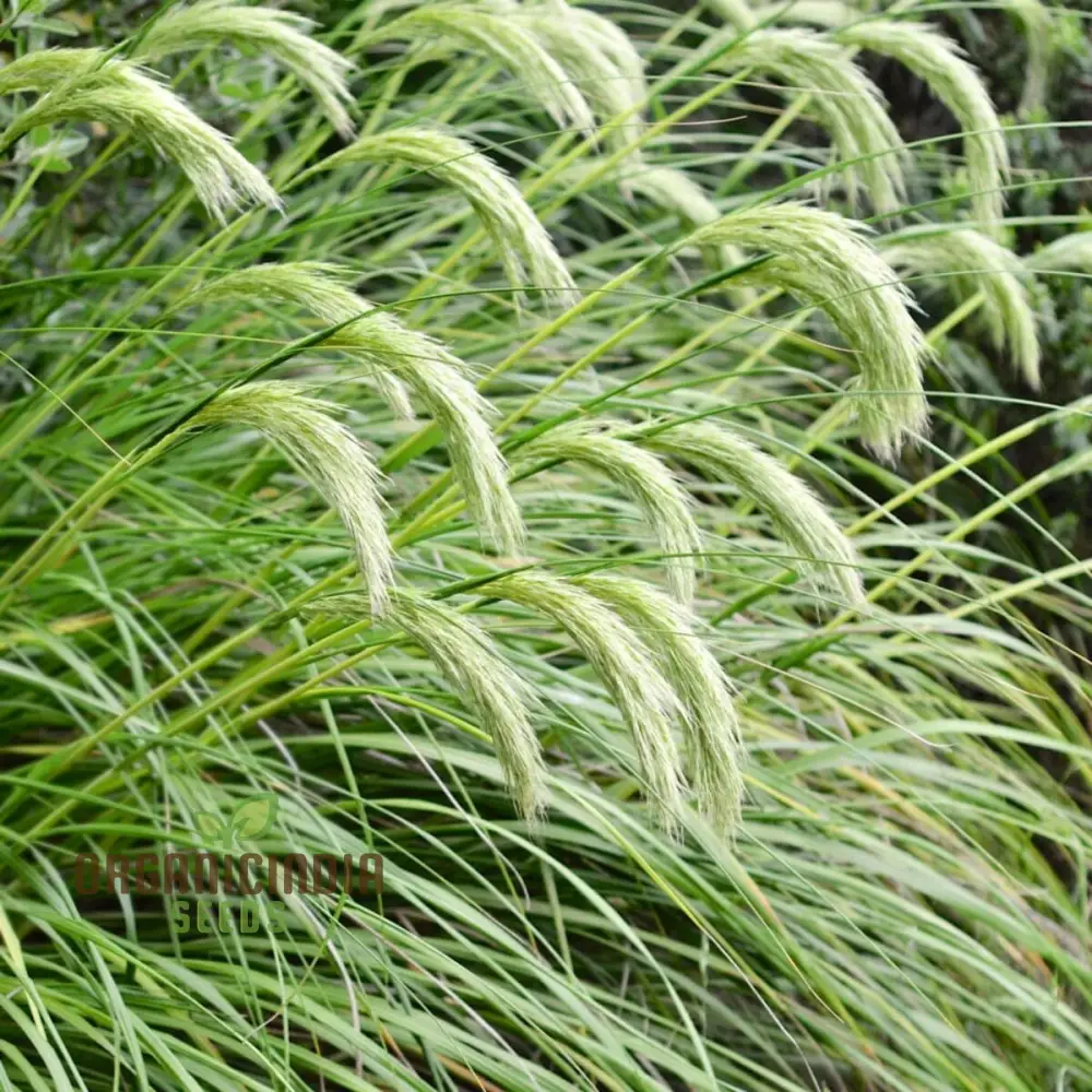 Chionochloa Conspicua Seeds for Planting,  Hardy Grass Variety for Gardeners , Premium Seeds - Image 2