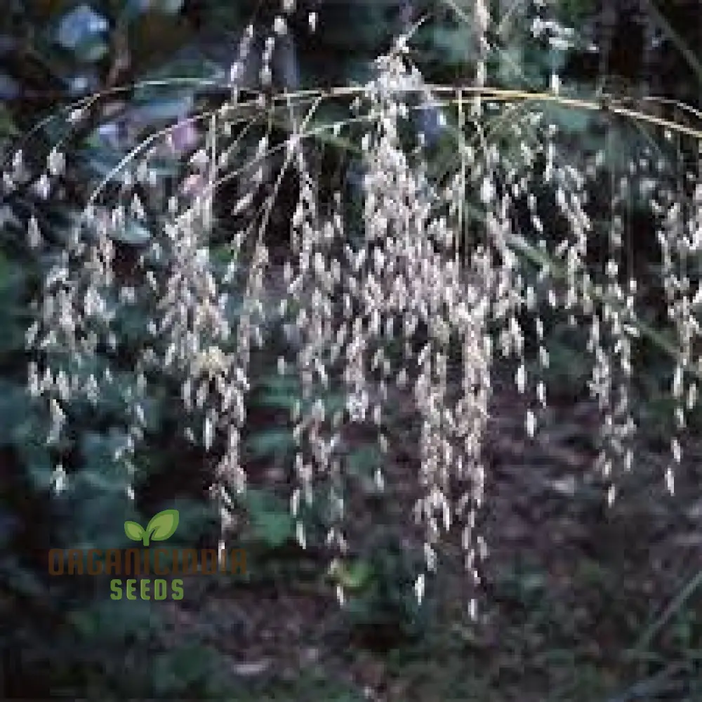 Chionochloa Conspicua Seeds for Planting,  Hardy Grass Variety for Gardeners , Premium Seeds - Image 3