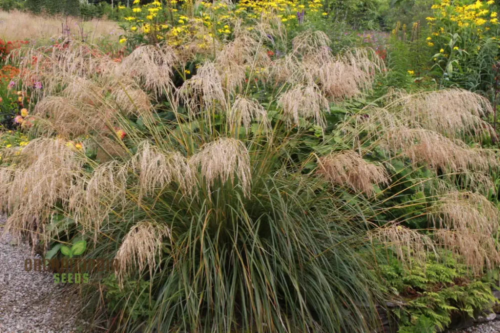 Chionochloa Conspicua Seeds for Planting,  Hardy Grass Variety for Gardeners , Premium Seeds - Image 5