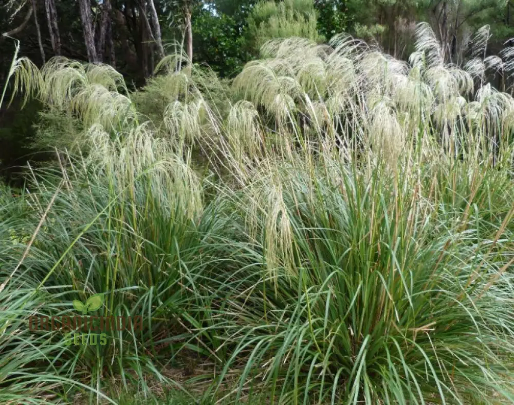 Chionochloa Conspicua Seeds for Planting,  Hardy Grass Variety for Gardeners , Premium Seeds - Image 6