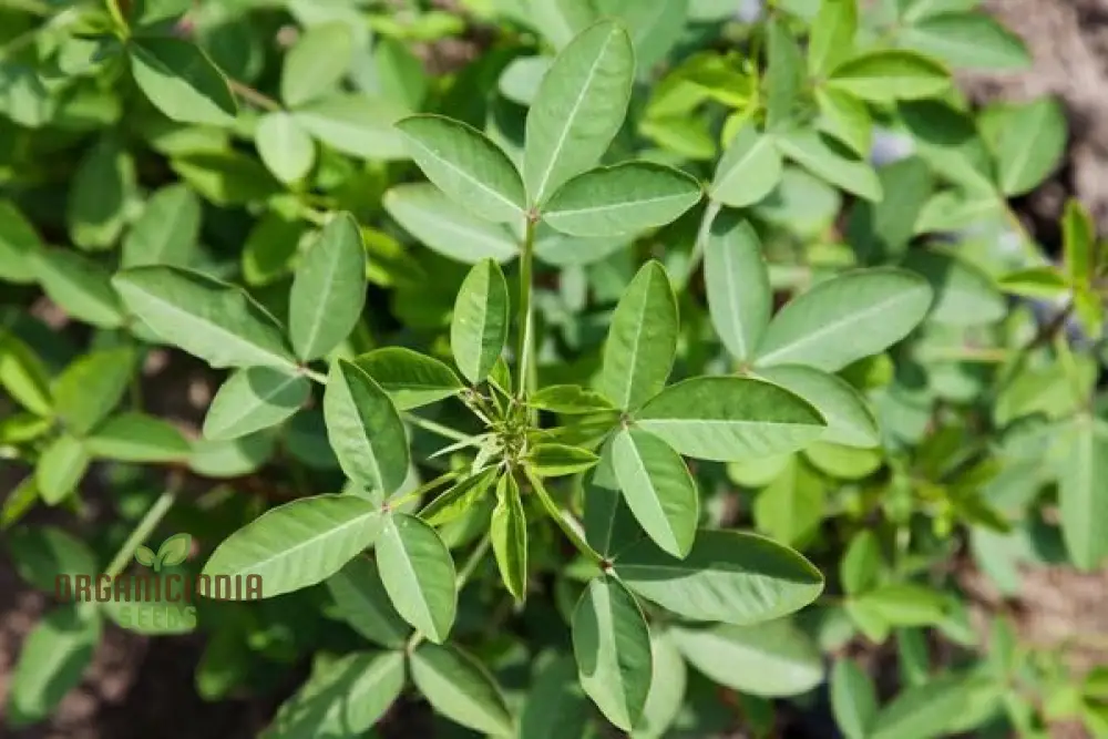 Chipili seeds Guatemala Buy Chipili plant seeds Guatemalan Chipili plant seeds