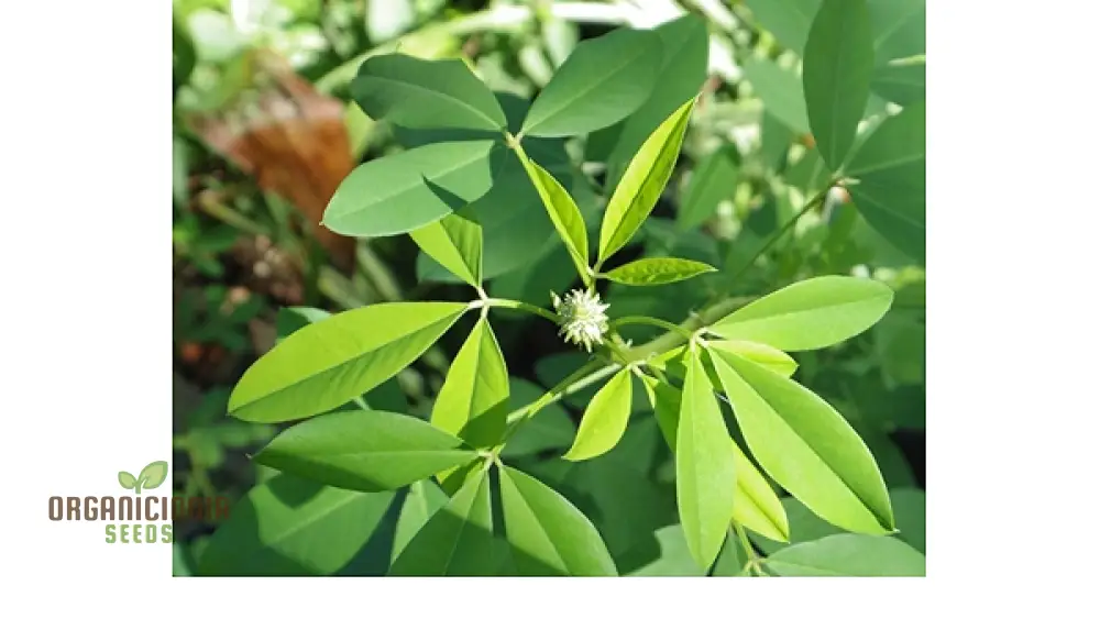 Chipili seeds Guatemala Buy Chipili plant seeds Guatemalan Chipili plant seeds - Image 2