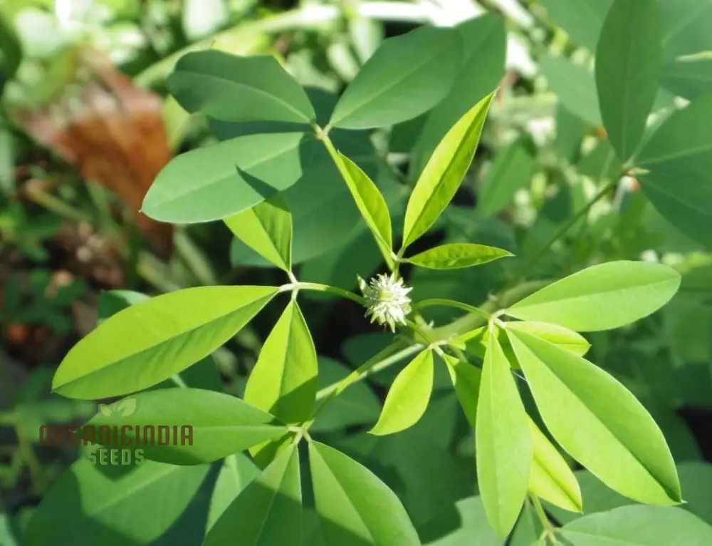 Chipili seeds Guatemala Buy Chipili plant seeds Guatemalan Chipili plant seeds - Image 3