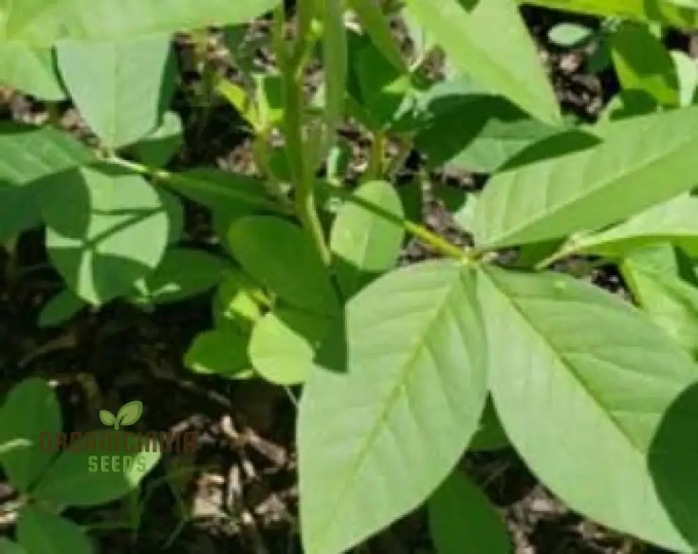 Chipili seeds Guatemala Buy Chipili plant seeds Guatemalan Chipili plant seeds - Image 4