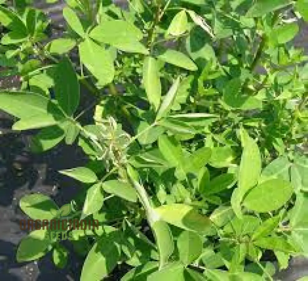 Chipili seeds Guatemala Buy Chipili plant seeds Guatemalan Chipili plant seeds - Image 5