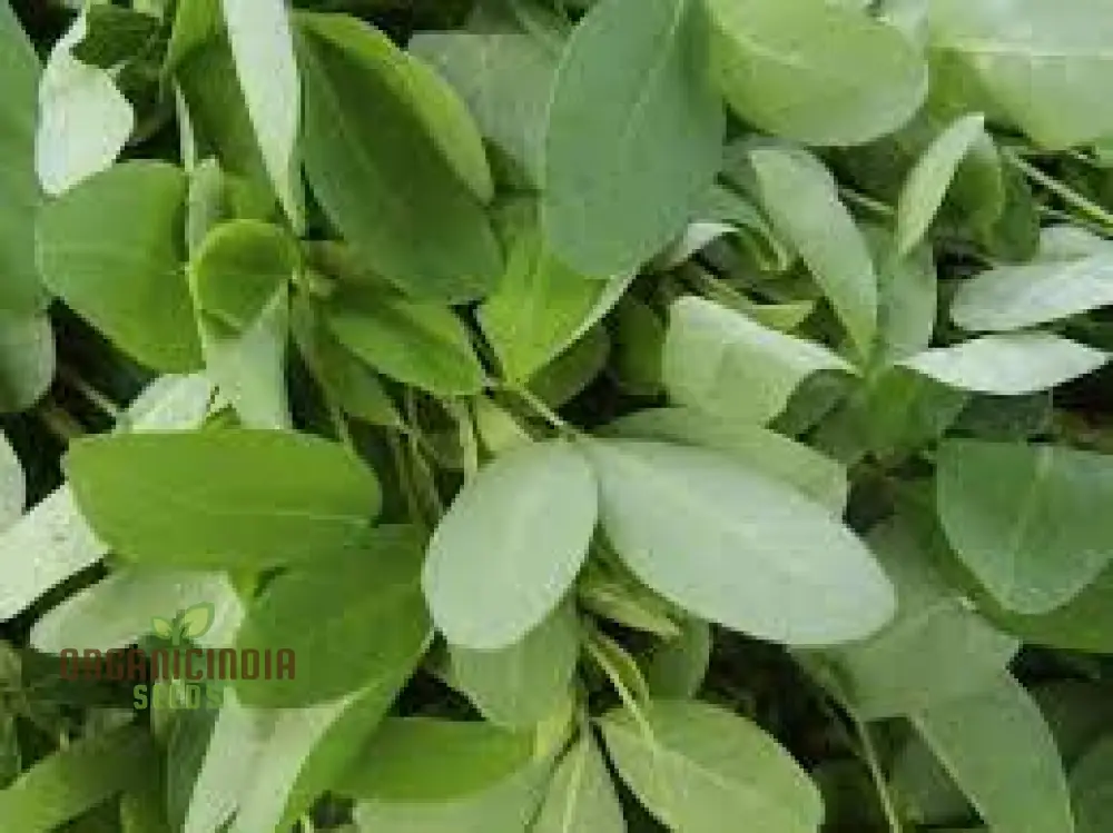 Chipili seeds Guatemala Buy Chipili plant seeds Guatemalan Chipili plant seeds - Image 6